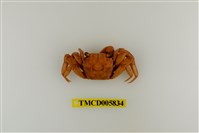 藏品(帝王仿相手蟹)的圖片